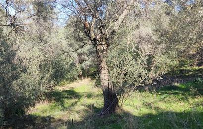 MUĞLA MİLAS BAFA'DA MANZARASI GÜZEL KÖYE YAKIN 10.252 M2 ZEYTİNLİK