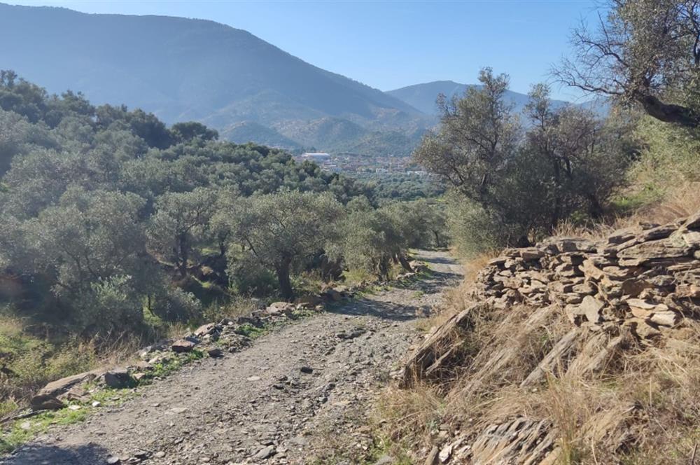 MUĞLA MİLAS BAFA'DA MANZARASI GÜZEL KÖYE YAKIN 10.252 M2 ZEYTİNLİK