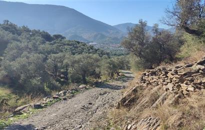 MUĞLA MİLAS BAFA'DA MANZARASI GÜZEL KÖYE YAKIN 10.252 M2 ZEYTİNLİK