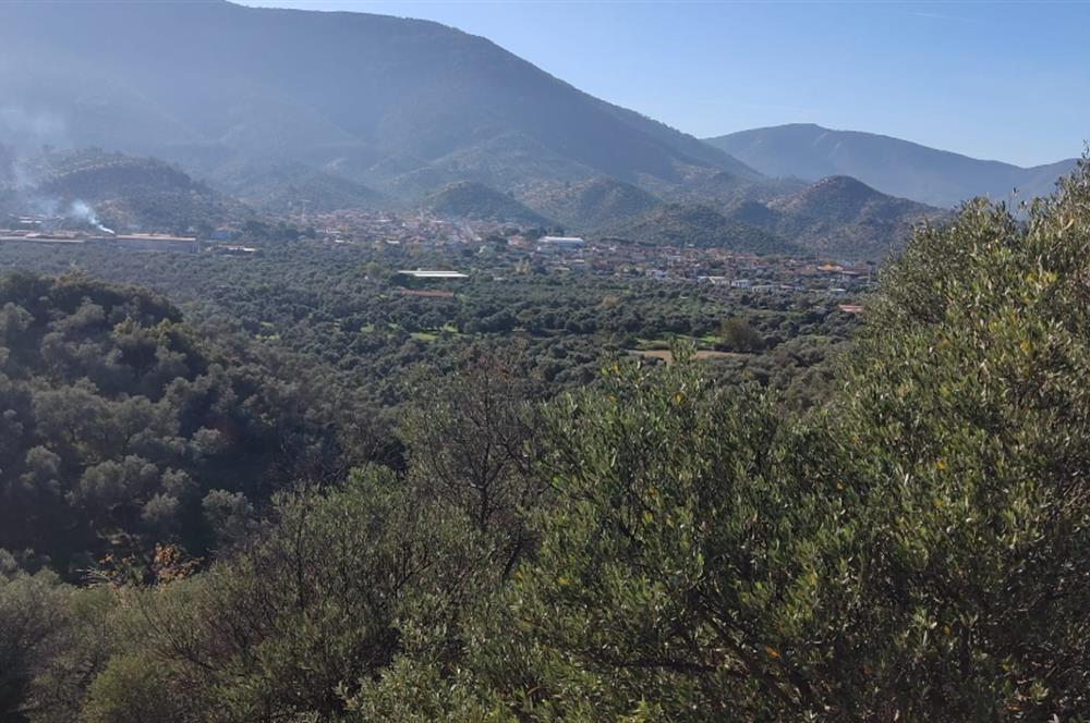 MUĞLA MİLAS BAFA'DA MANZARASI GÜZEL KÖYE YAKIN 10.252 M2 ZEYTİNLİK
