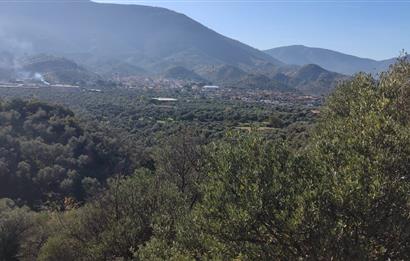 MUĞLA MİLAS BAFA'DA MANZARASI GÜZEL KÖYE YAKIN 10.252 M2 ZEYTİNLİK