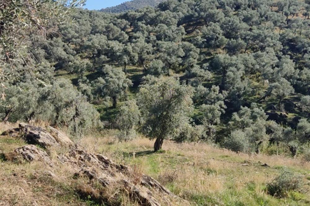 MUĞLA MİLAS BAFA'DA MANZARASI GÜZEL KÖYE YAKIN 10.252 M2 ZEYTİNLİK