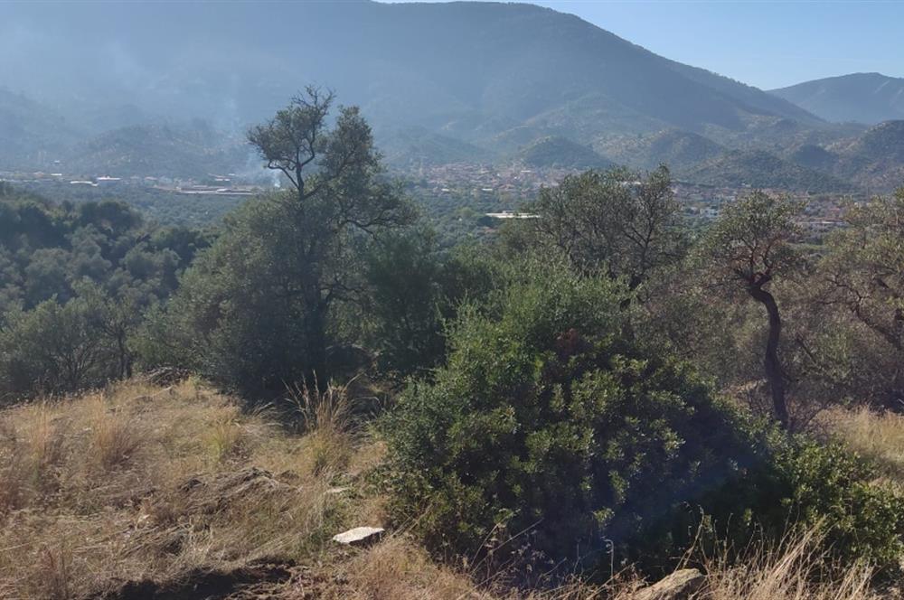MUĞLA MİLAS BAFA'DA MANZARASI GÜZEL KÖYE YAKIN 10.252 M2 ZEYTİNLİK