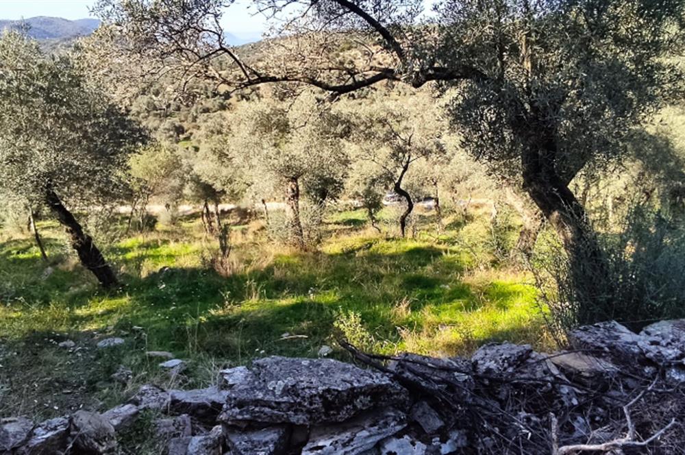 MUĞLA MİLAS BAFA'DA MANZARASI GÜZEL KÖYE YAKIN 10.252 M2 ZEYTİNLİK