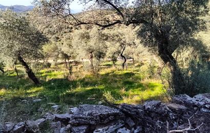 MUĞLA MİLAS BAFA'DA MANZARASI GÜZEL KÖYE YAKIN 10.252 M2 ZEYTİNLİK