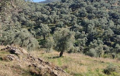 MUĞLA MİLAS BAFA'DA MANZARASI GÜZEL KÖYE YAKIN 10.252 M2 ZEYTİNLİK
