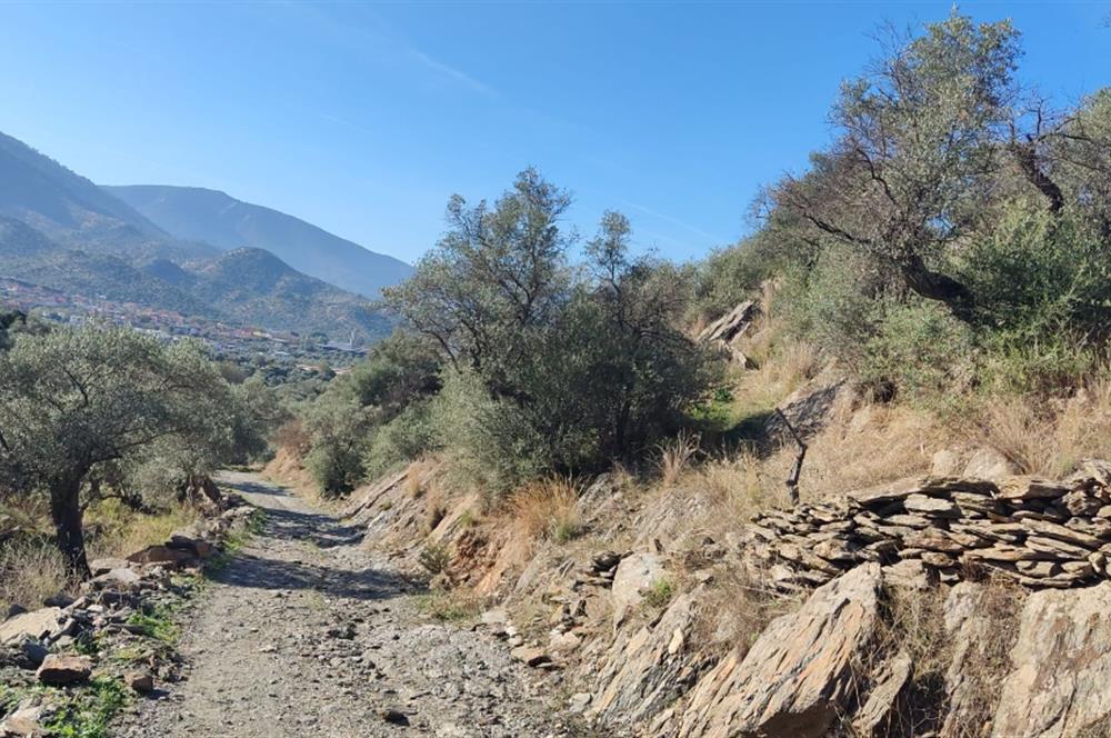 MUĞLA MİLAS BAFA'DA MANZARASI GÜZEL KÖYE YAKIN 10.252 M2 ZEYTİNLİK