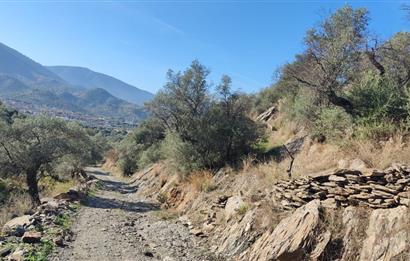 MUĞLA MİLAS BAFA'DA MANZARASI GÜZEL KÖYE YAKIN 10.252 M2 ZEYTİNLİK