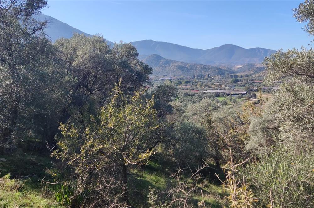 MUĞLA MİLAS BAFA'DA MANZARASI GÜZEL KÖYE YAKIN 10.252 M2 ZEYTİNLİK