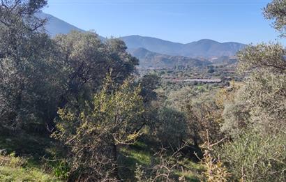 MUĞLA MİLAS BAFA'DA MANZARASI GÜZEL KÖYE YAKIN 10.252 M2 ZEYTİNLİK