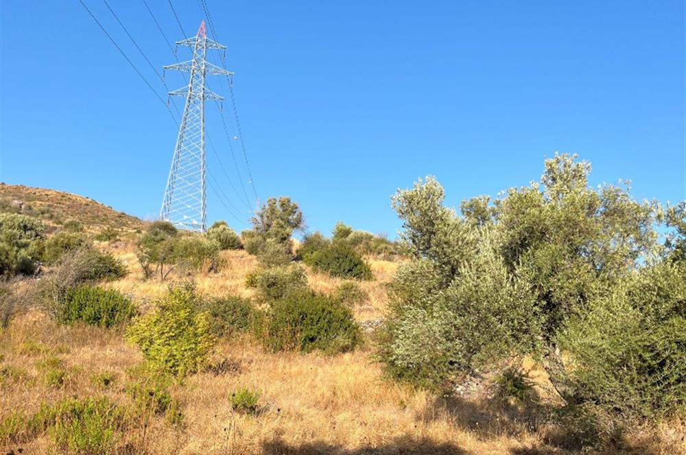 BODRUM GÖKPINAR SU VE ELEKTRİK İMKANI OLAN SATILIK ZEYTİNLİK