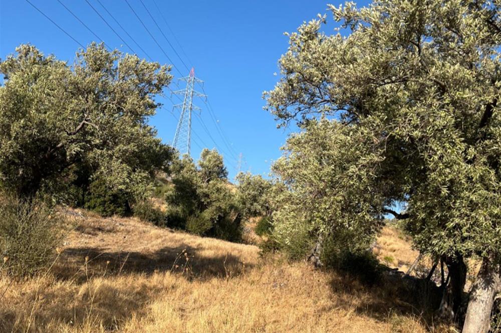 BODRUM GÖKPINAR SU VE ELEKTRİK İMKANI OLAN SATILIK ZEYTİNLİK