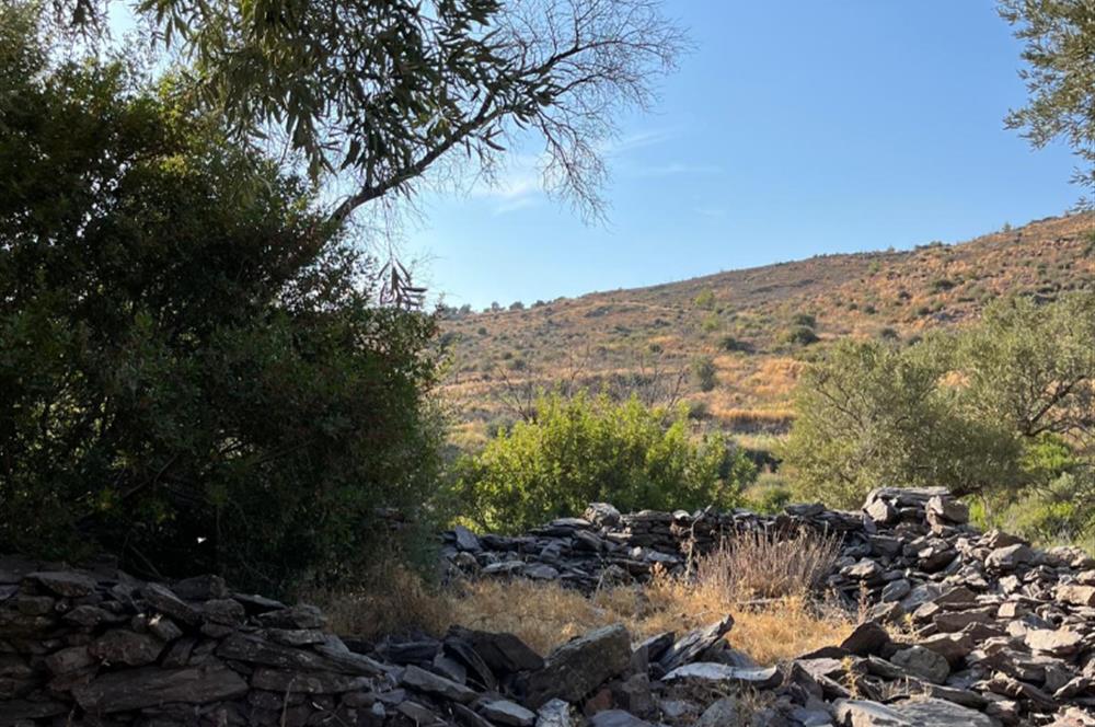 BODRUM GÖKPINAR SU VE ELEKTRİK İMKANI OLAN SATILIK ZEYTİNLİK