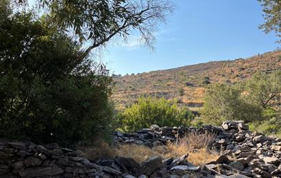 BODRUM GÖKPINAR SU VE ELEKTRİK İMKANI OLAN SATILIK ZEYTİNLİK