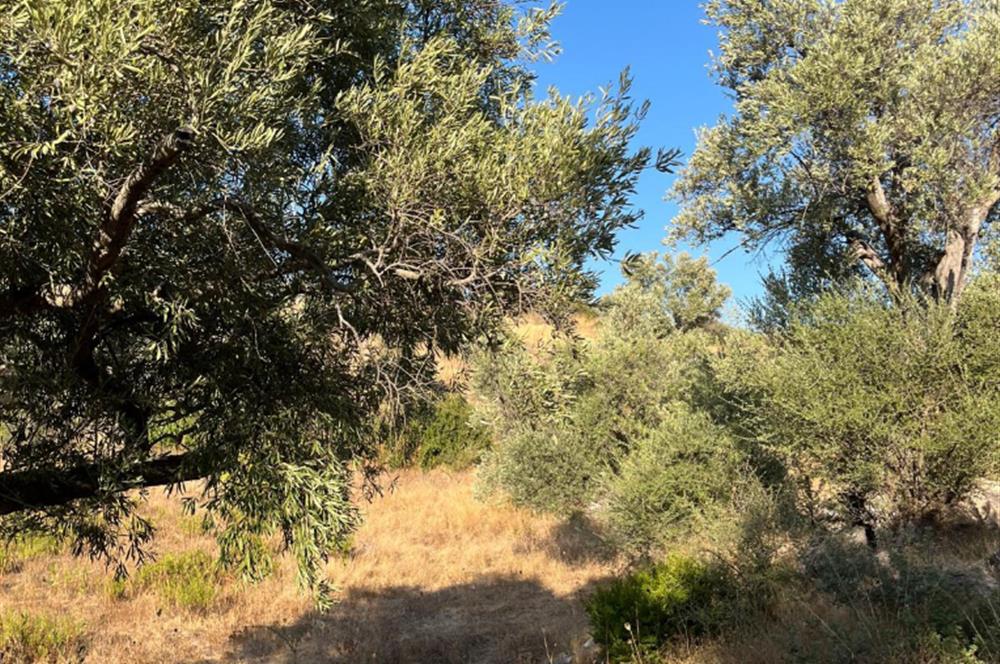 BODRUM GÖKPINAR SU VE ELEKTRİK İMKANI OLAN SATILIK ZEYTİNLİK