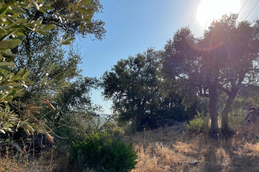 BODRUM GÖKPINAR SU VE ELEKTRİK İMKANI OLAN SATILIK ZEYTİNLİK