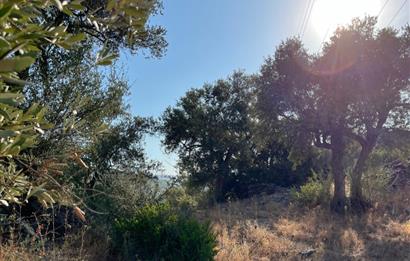 BODRUM GÖKPINAR SU VE ELEKTRİK İMKANI OLAN SATILIK ZEYTİNLİK