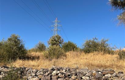 BODRUM GÖKPINAR SU VE ELEKTRİK İMKANI OLAN SATILIK ZEYTİNLİK