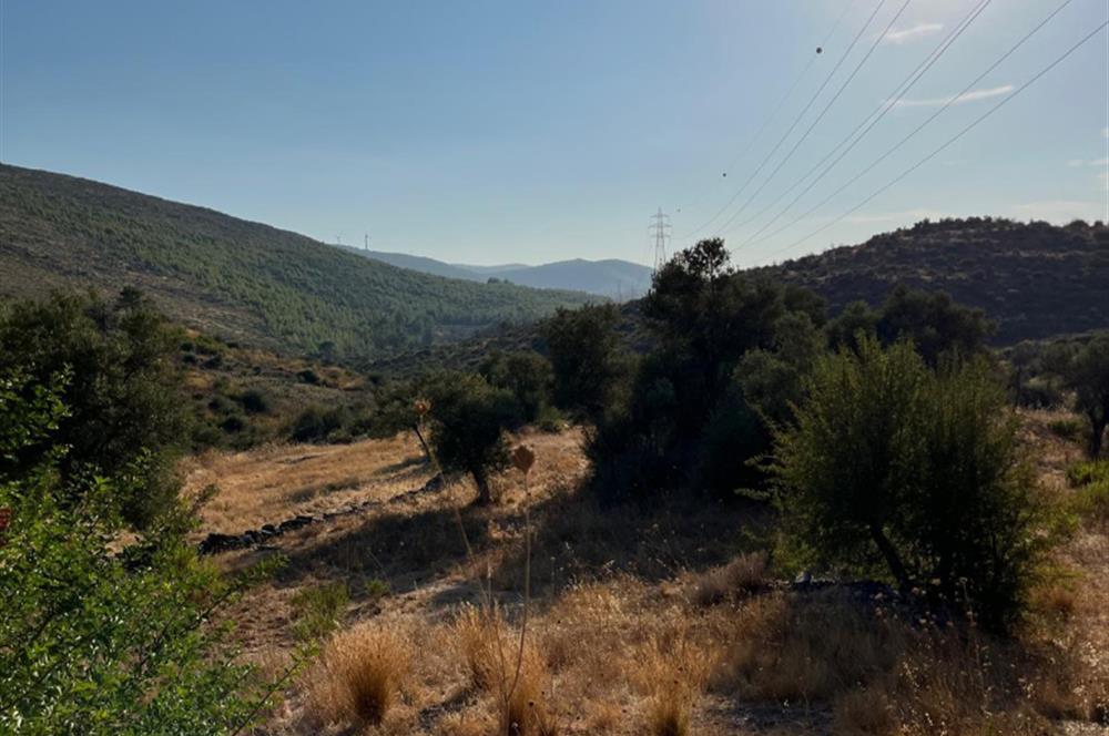 BODRUM GÖKPINAR SU VE ELEKTRİK İMKANI OLAN SATILIK ZEYTİNLİK