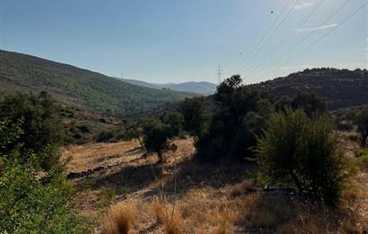 BODRUM GÖKPINAR SU VE ELEKTRİK İMKANI OLAN SATILIK ZEYTİNLİK