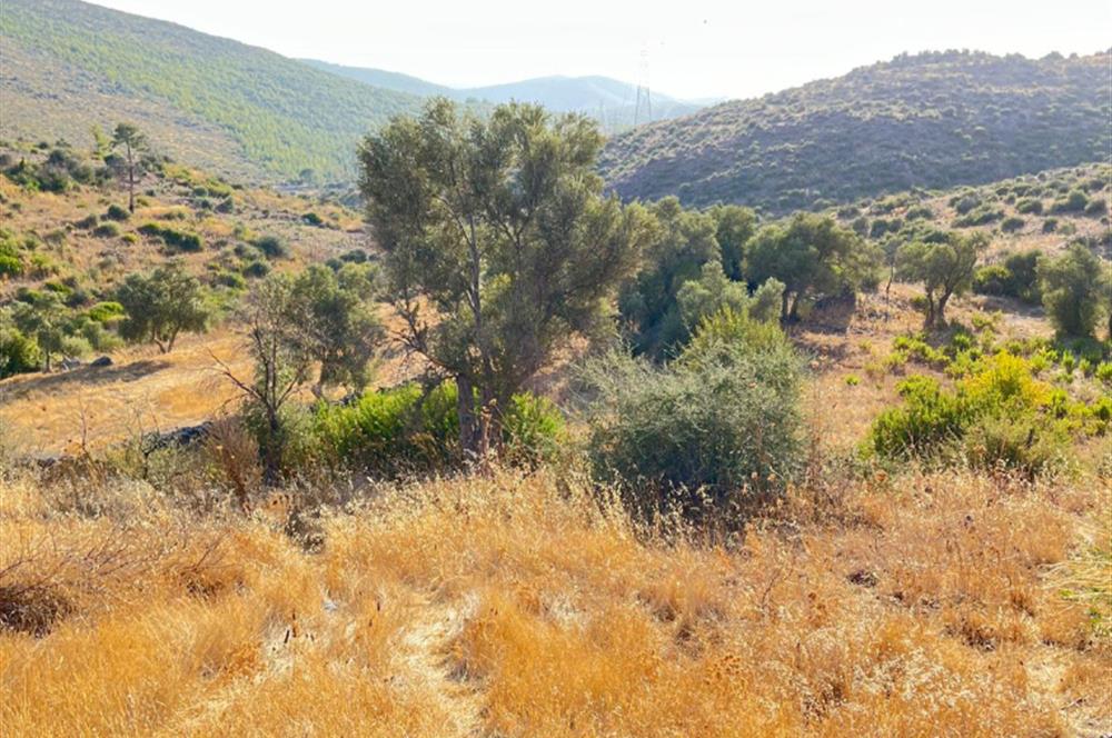 BODRUM GÖKPINAR SU VE ELEKTRİK İMKANI OLAN SATILIK ZEYTİNLİK
