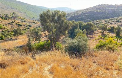 BODRUM GÖKPINAR SU VE ELEKTRİK İMKANI OLAN SATILIK ZEYTİNLİK