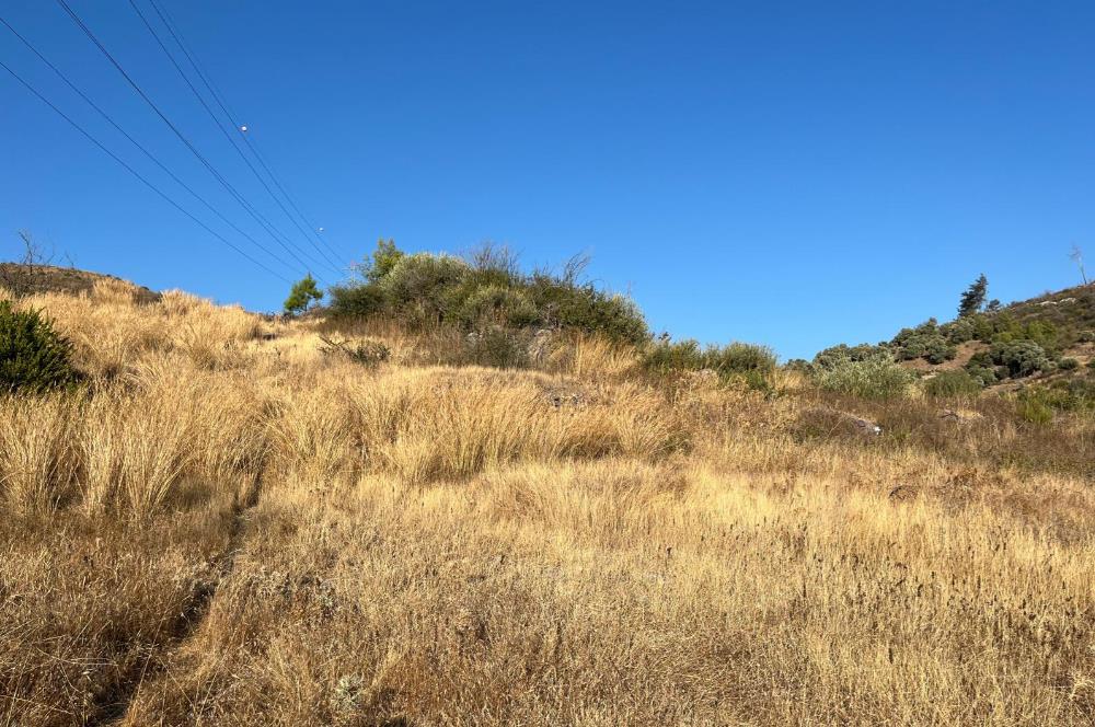 BODRUM GÖKPINAR SU VE ELEKTRİK İMKANI OLAN SATILIK ZEYTİNLİK