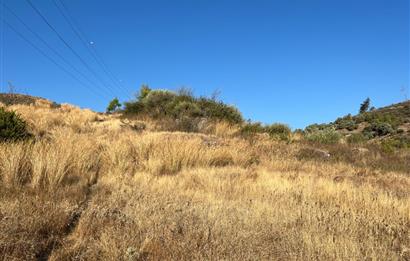 BODRUM GÖKPINAR SU VE ELEKTRİK İMKANI OLAN SATILIK ZEYTİNLİK