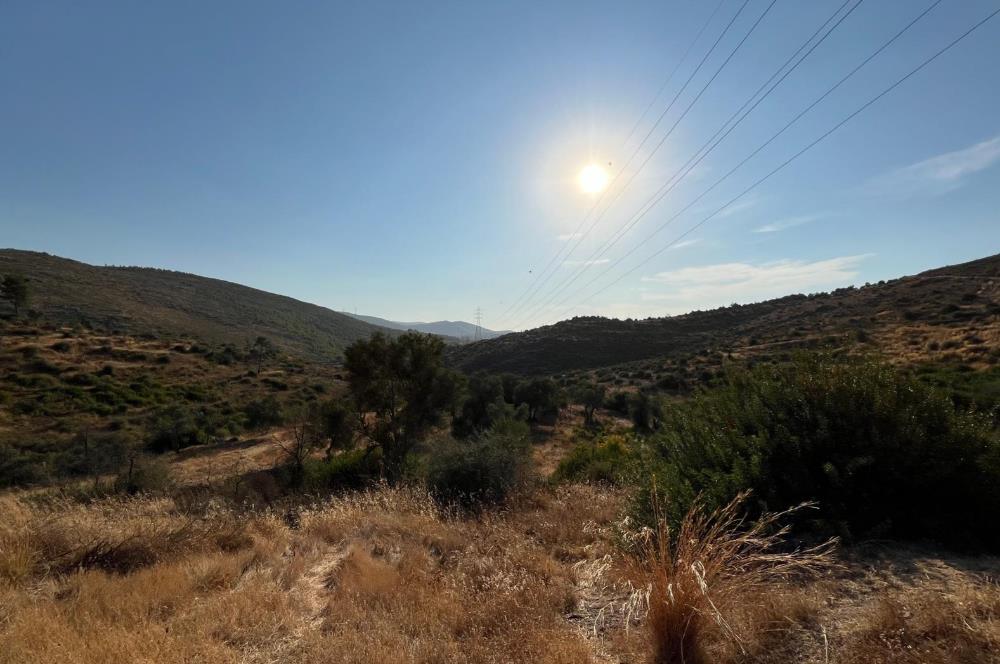 BODRUM GÖKPINAR SU VE ELEKTRİK İMKANI OLAN SATILIK ZEYTİNLİK