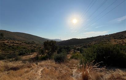 BODRUM GÖKPINAR SU VE ELEKTRİK İMKANI OLAN SATILIK ZEYTİNLİK