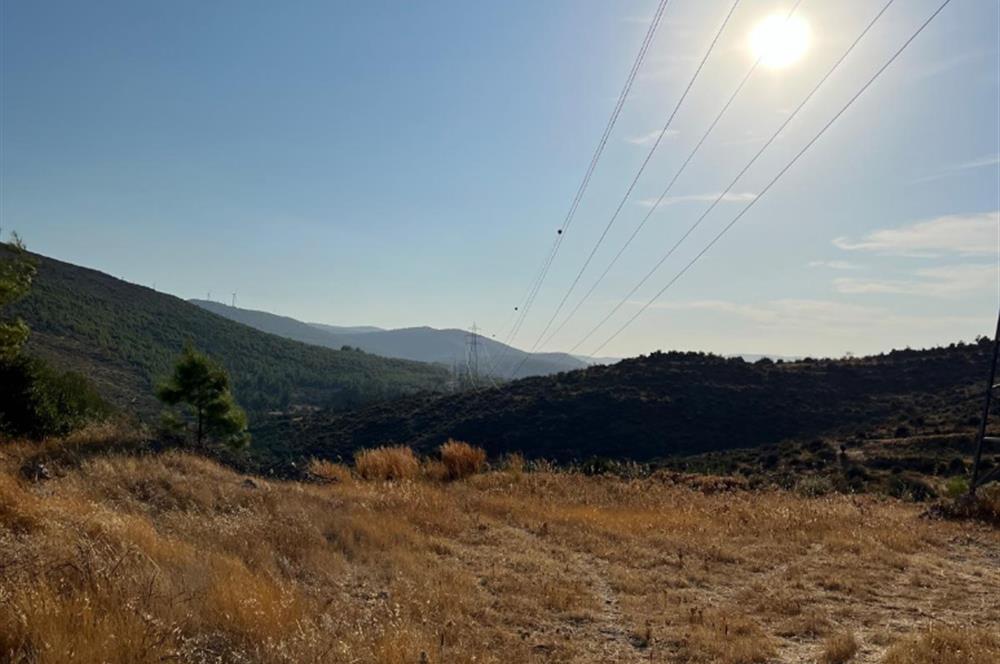 BODRUM GÖKPINAR SU VE ELEKTRİK İMKANI OLAN SATILIK ZEYTİNLİK