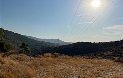 BODRUM GÖKPINAR SU VE ELEKTRİK İMKANI OLAN SATILIK ZEYTİNLİK