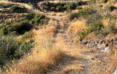 BODRUM GÖKPINAR SU VE ELEKTRİK İMKANI OLAN SATILIK ZEYTİNLİK