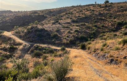 BODRUM GÖKPINAR SU VE ELEKTRİK İMKANI OLAN SATILIK ZEYTİNLİK