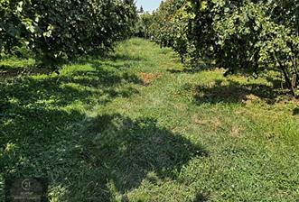 MAŞUKİYE DE VİLLA YAPIMINA UYGUN İMARLI ARSA HARİKA KONUMDA - 1 - 31448