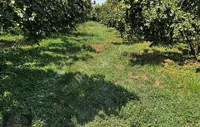 MAŞUKİYE DE VİLLA YAPIMINA UYGUN İMARLI ARSA HARİKA KONUMDA