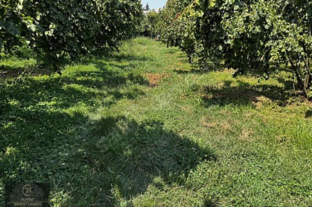 MAŞUKİYE DE VİLLA YAPIMINA UYGUN İMARLI ARSA HARİKA KONUMDA