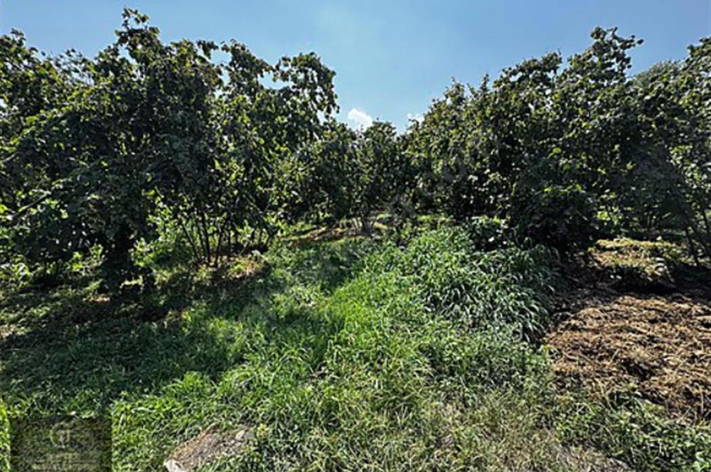 MAŞUKİYE DE VİLLA YAPIMINA UYGUN İMARLI ARSA HARİKA KONUMDA