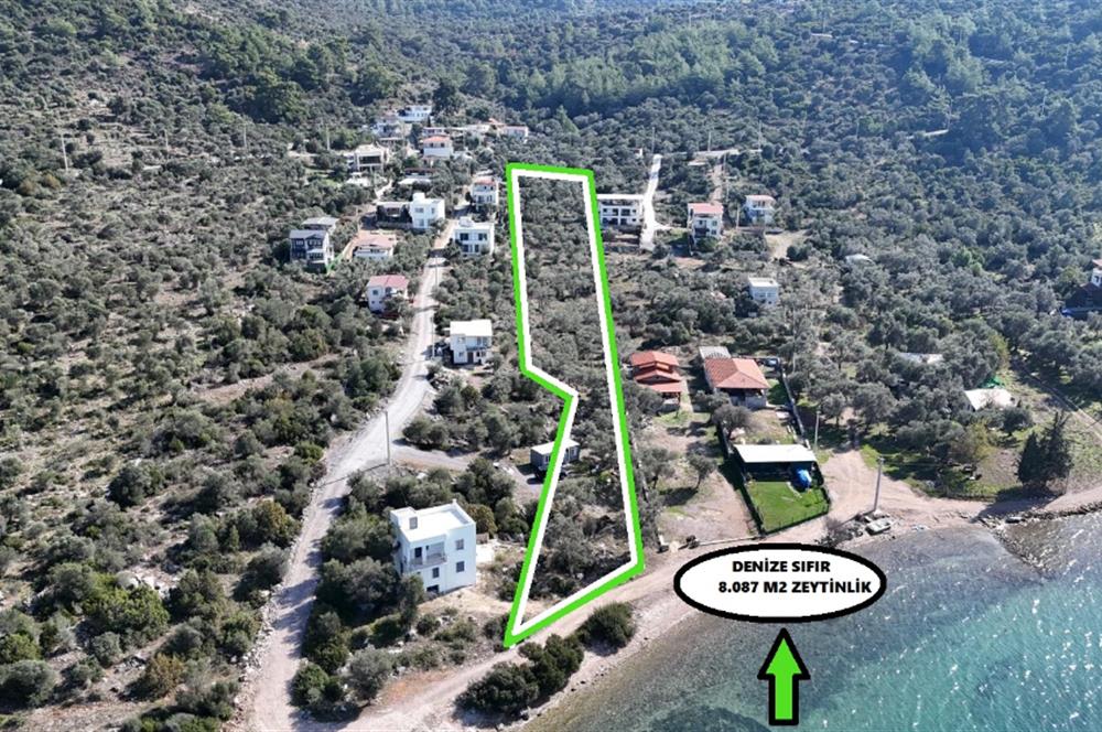 Muğla Milas Papaz Koyunda Satılık 8.087 M2 Dönüm Zeytinlik 