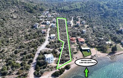 Muğla Milas Papaz Koyunda Satılık 8.087 M2 Dönüm Zeytinlik 