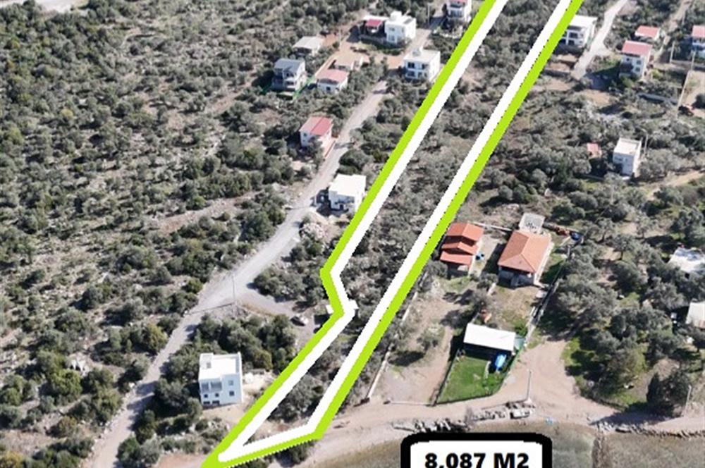 Muğla Milas Papaz Koyunda Satılık 8.087 M2 Dönüm Zeytinlik 