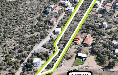 Muğla Milas Papaz Koyunda Satılık 8.087 M2 Dönüm Zeytinlik 