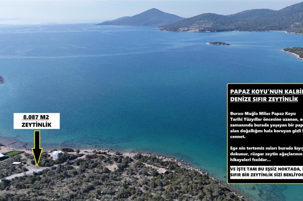 Muğla Milas Papaz Koyunda Satılık 8.087 M2 Dönüm Zeytinlik 