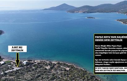 Muğla Milas Papaz Koyunda Satılık 8.087 M2 Dönüm Zeytinlik 