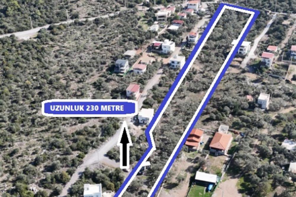 Muğla Milas Papaz Koyunda Satılık 8.087 M2 Dönüm Zeytinlik 