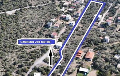 Muğla Milas Papaz Koyunda Satılık 8.087 M2 Dönüm Zeytinlik 