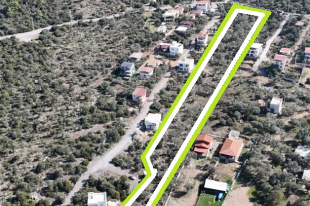 Muğla Milas Papaz Koyunda Satılık 8.087 M2 Dönüm Zeytinlik 