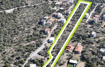 Muğla Milas Papaz Koyunda Satılık 8.087 M2 Dönüm Zeytinlik 