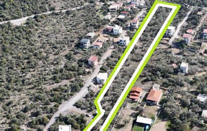 Muğla Milas Papaz Koyunda Satılık 8.087 M2 Dönüm Zeytinlik 