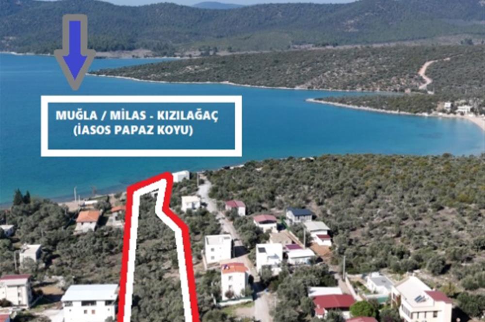 Muğla Milas Papaz Koyunda Satılık 8.087 M2 Dönüm Zeytinlik 